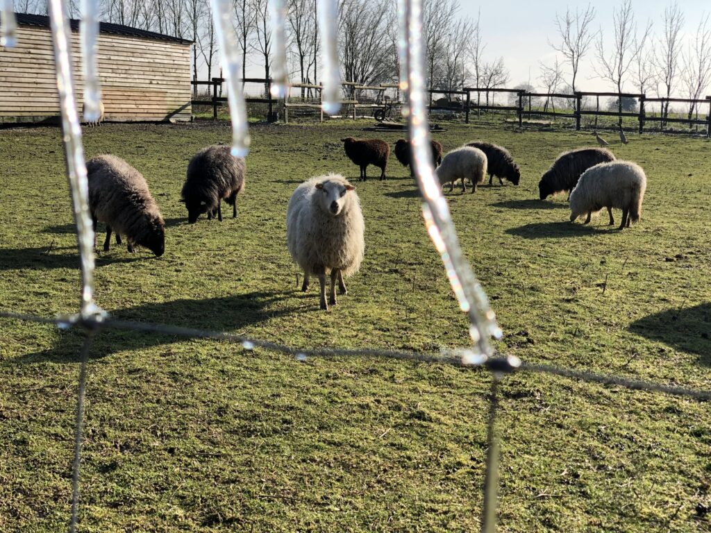 Pep's - éco-paturage vendée