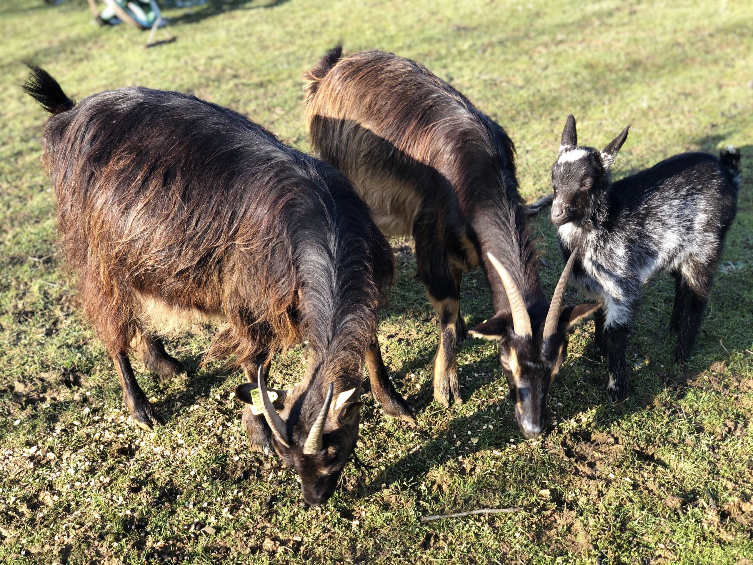 Entretien d'espaces vert avec des chèvres des fossés.