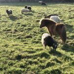 Entretien d'espaces vert en Vendée : poney shetlands