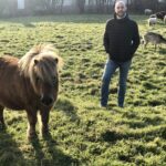 Entretien d'espaces vert en Vendée : poney shetlands