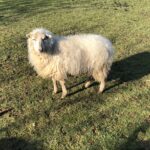 Entretien d'espaces vert en Vendée : Mouton des Landes de Bretagne.